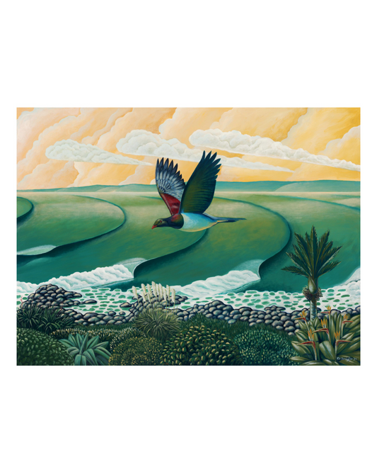 Kereru at Whale Bay Raglan