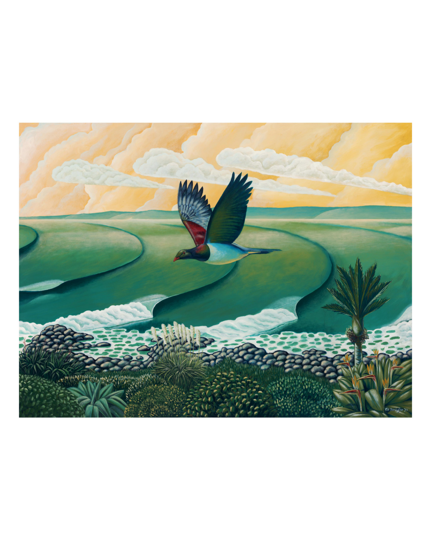 Kereru at Whale Bay Raglan