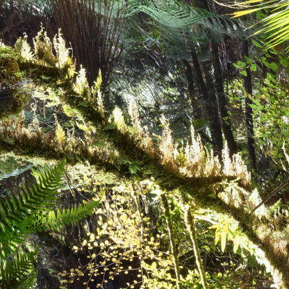 Deep in the Jungle