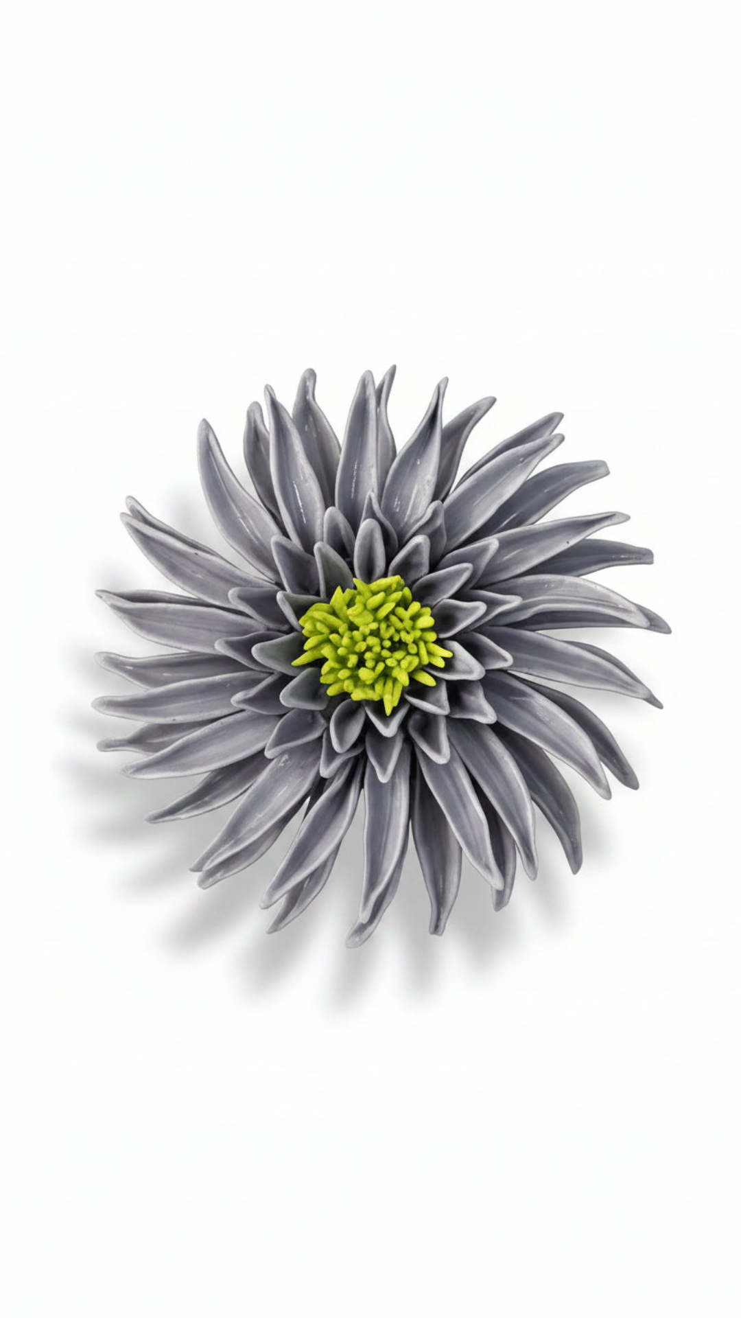 Chrysanthemum in Lilac