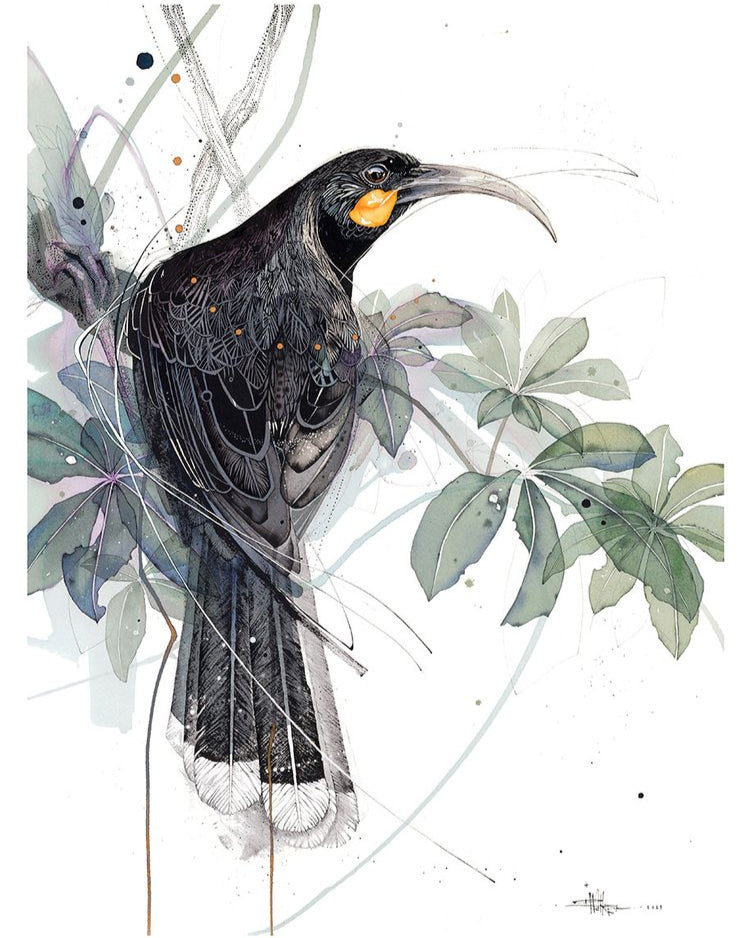 Huia Watercolour Seven-Finger
