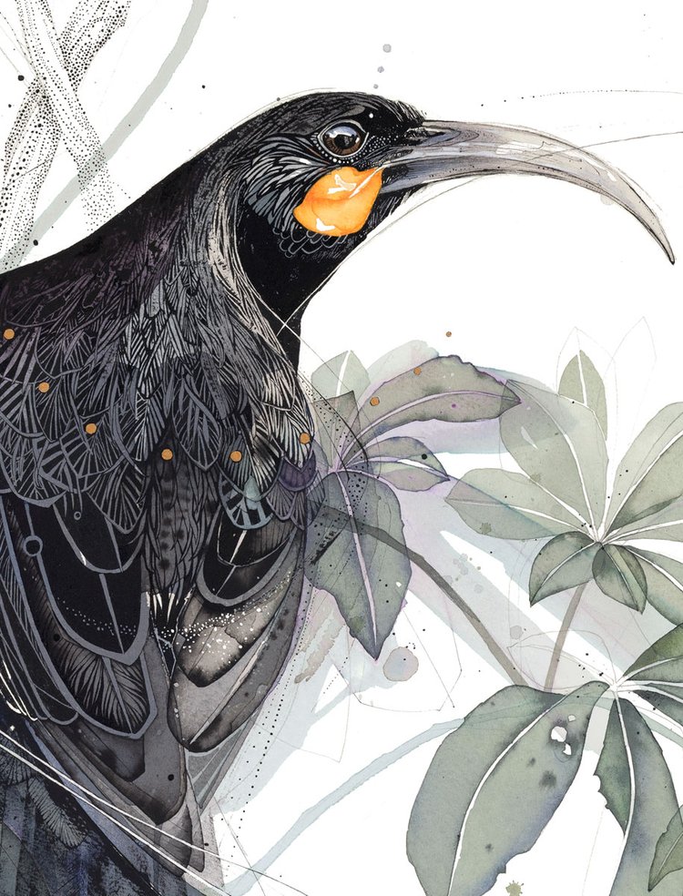 Huia