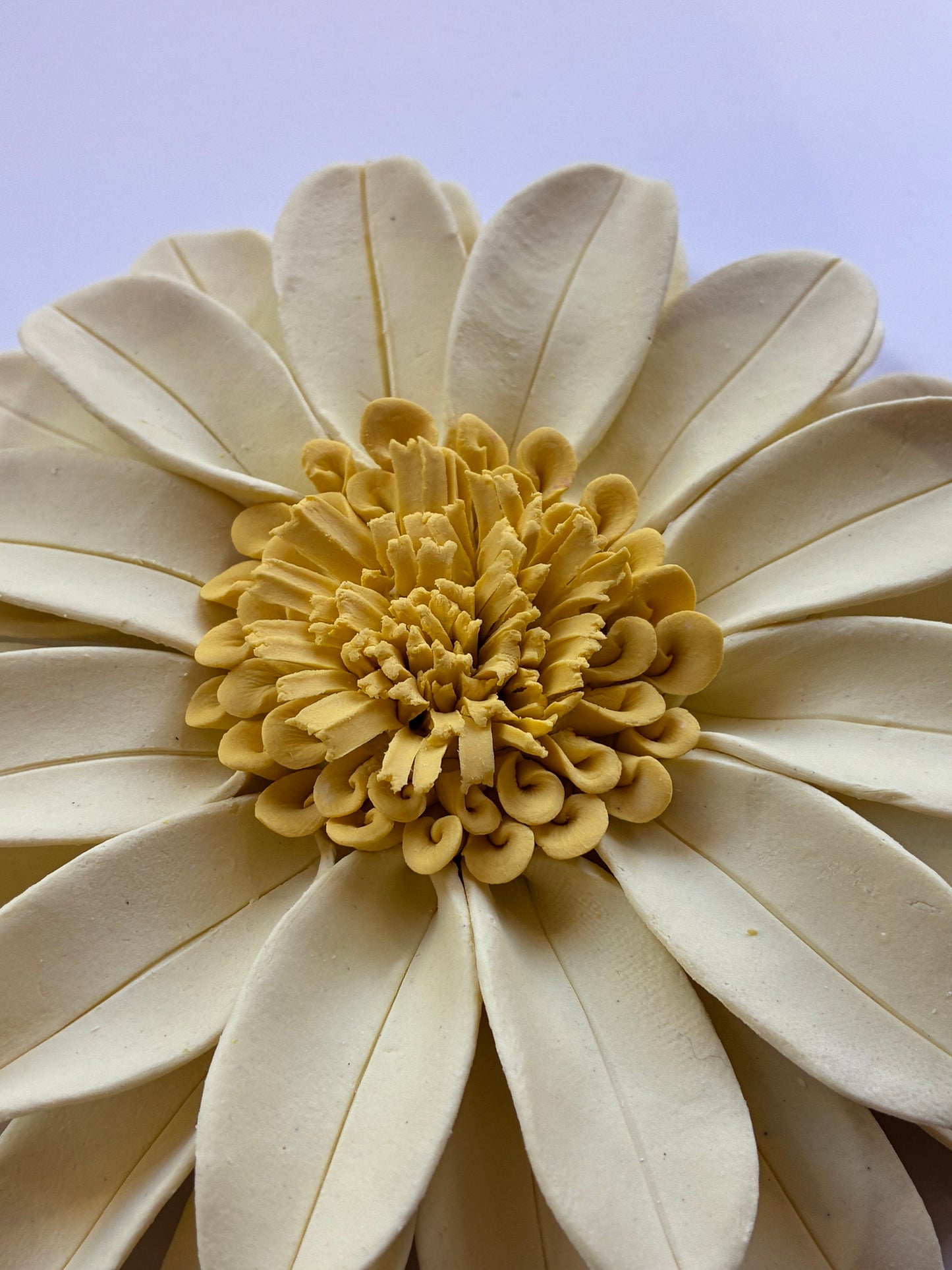 Daisy in Yellow