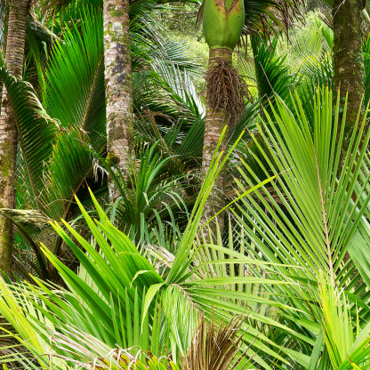 Nikau Central