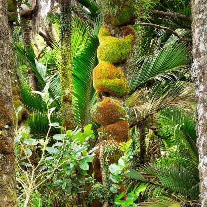Nikau Central