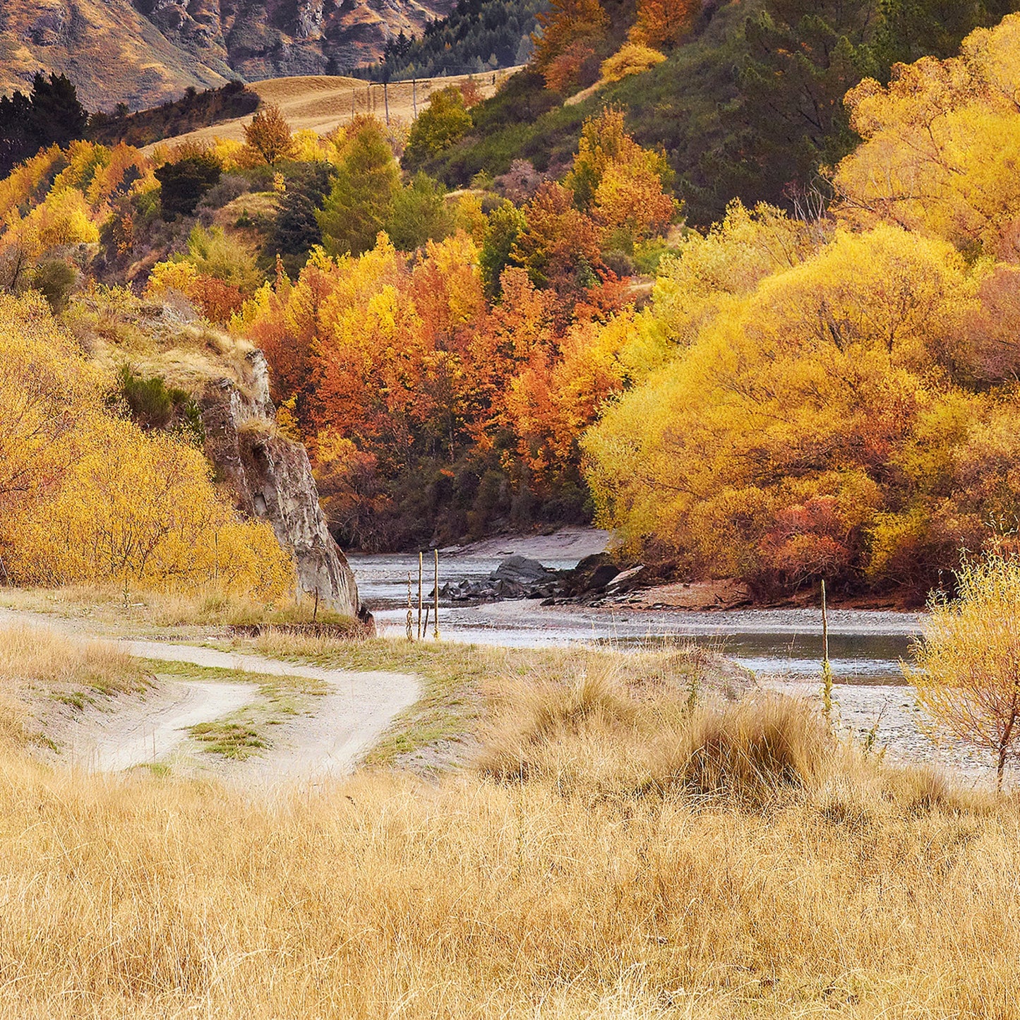 Shotover Gold