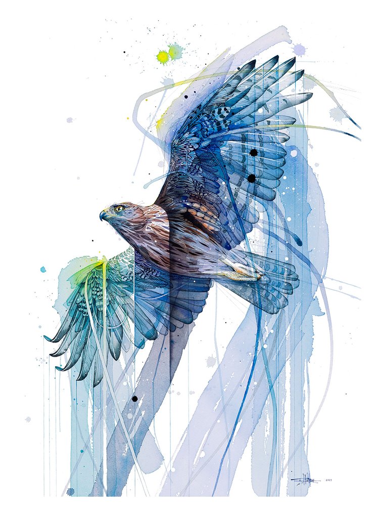 Summer Hawk