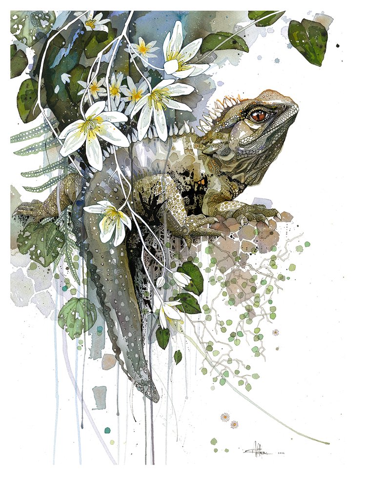 Tuatara & White Clematis