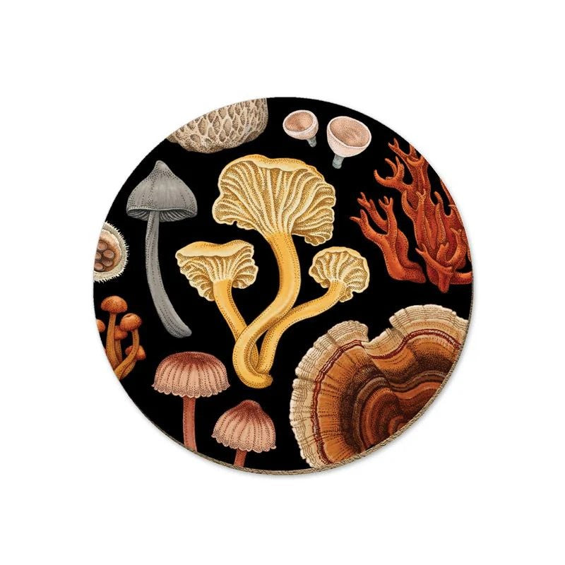 New Zealand Coasters