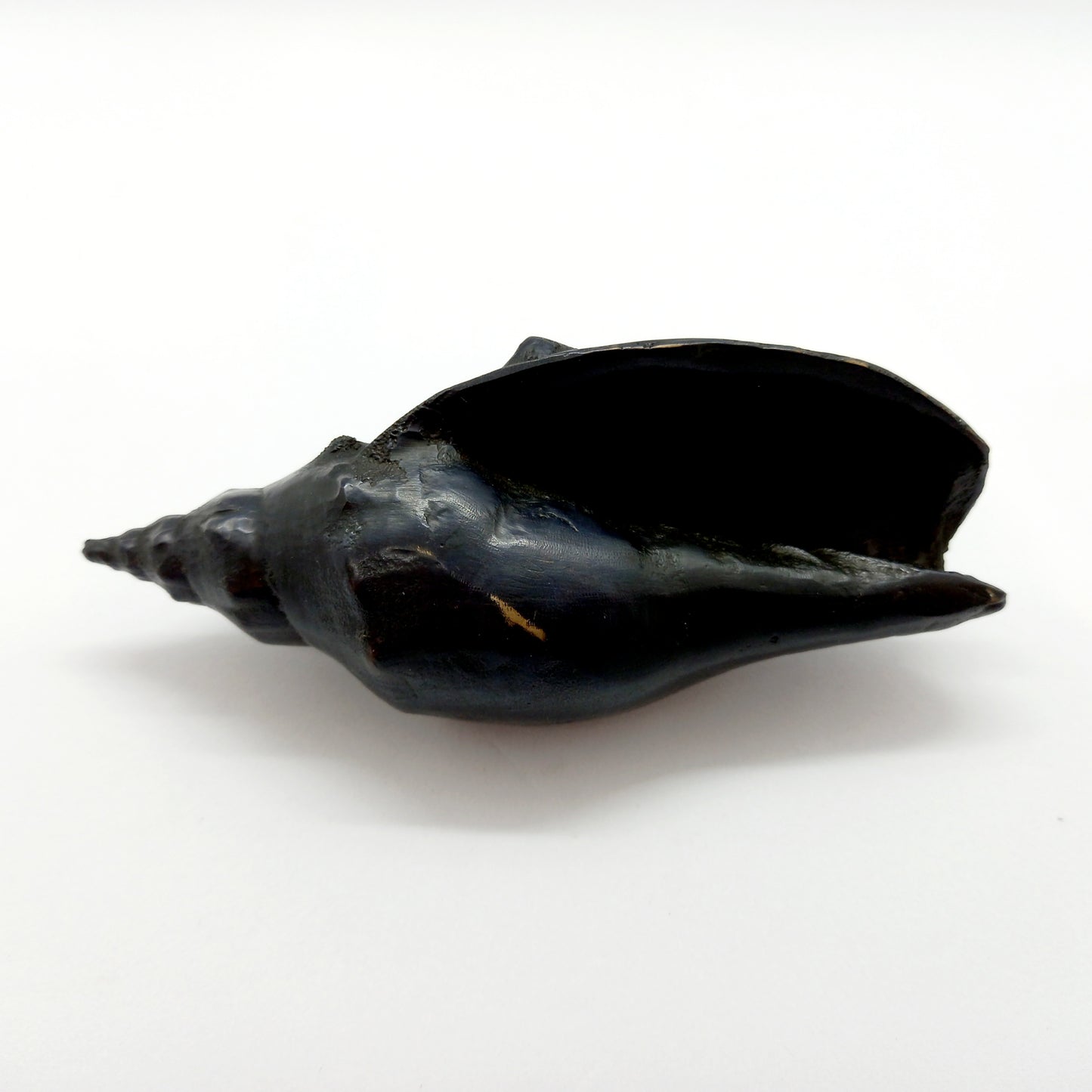 Trumpet Shell - Bronze
