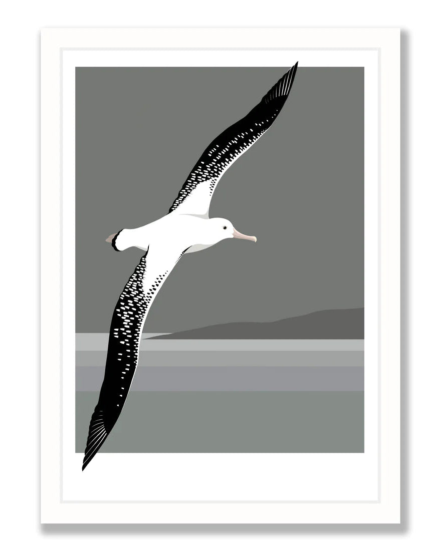 Albatross Flying