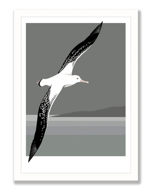 Albatross Flying