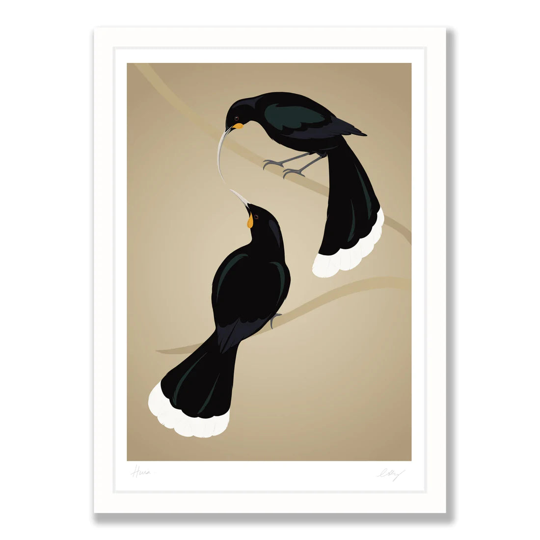 Huia pair