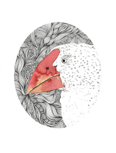 Takahe