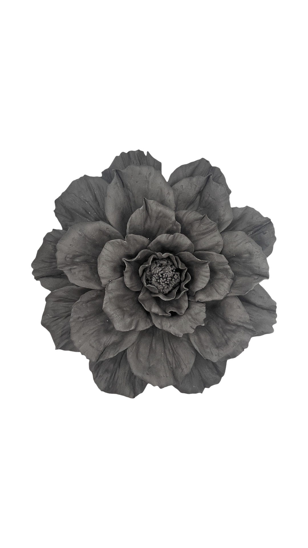 Dahlia in Black Large