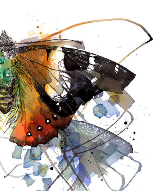 Kahukowhai Admiral Butterfly