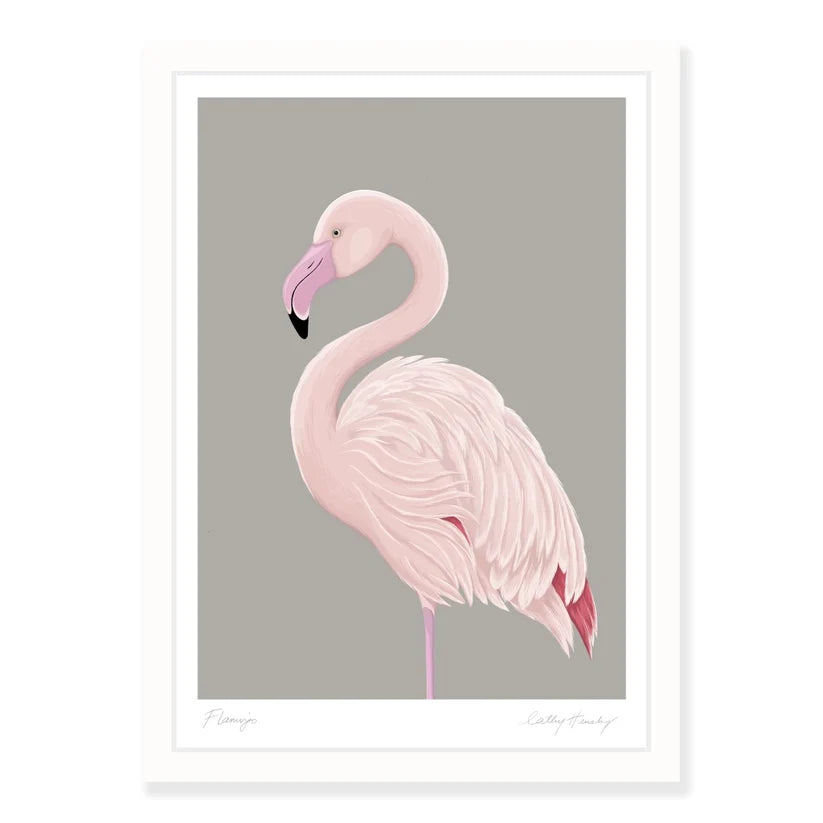 Greater Flamingo