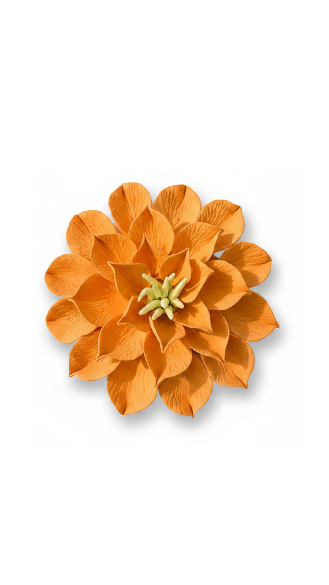 Dahlia in Soft Orange