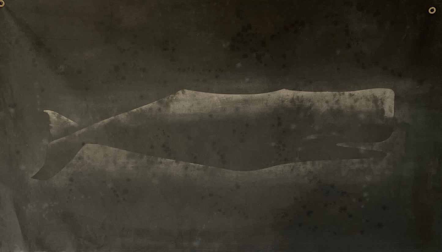 Large Heavy Sperm Whale