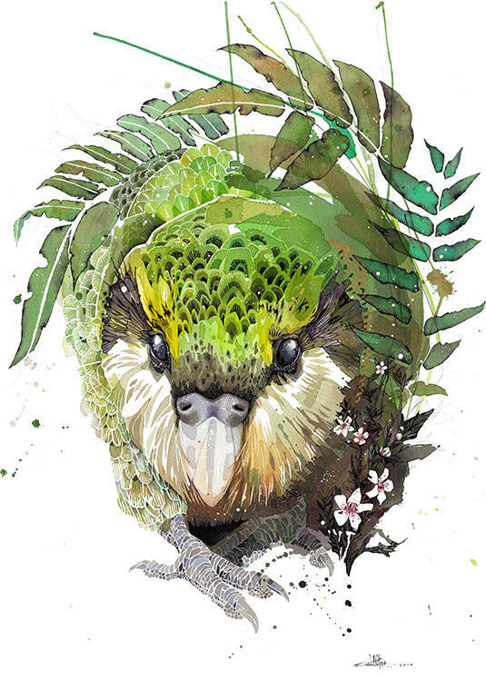 Box frame - Kakapo Manuka