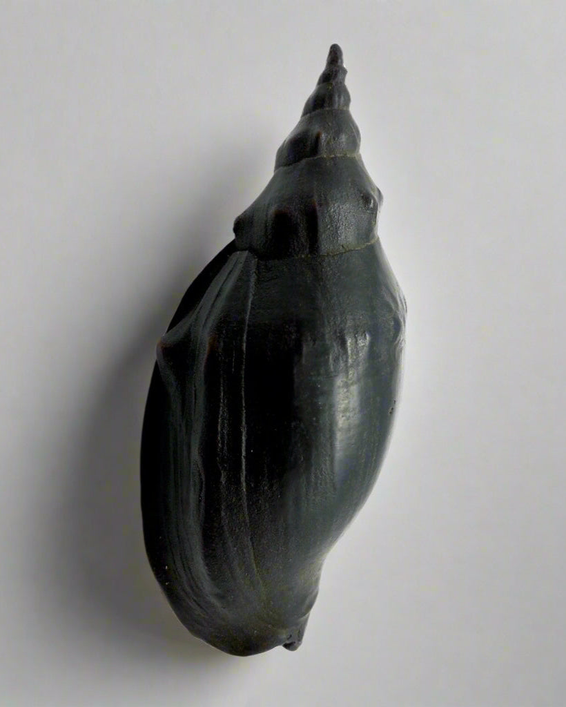 Trumpa Shell Trumpet Shell - Bronze – ORA Gallery