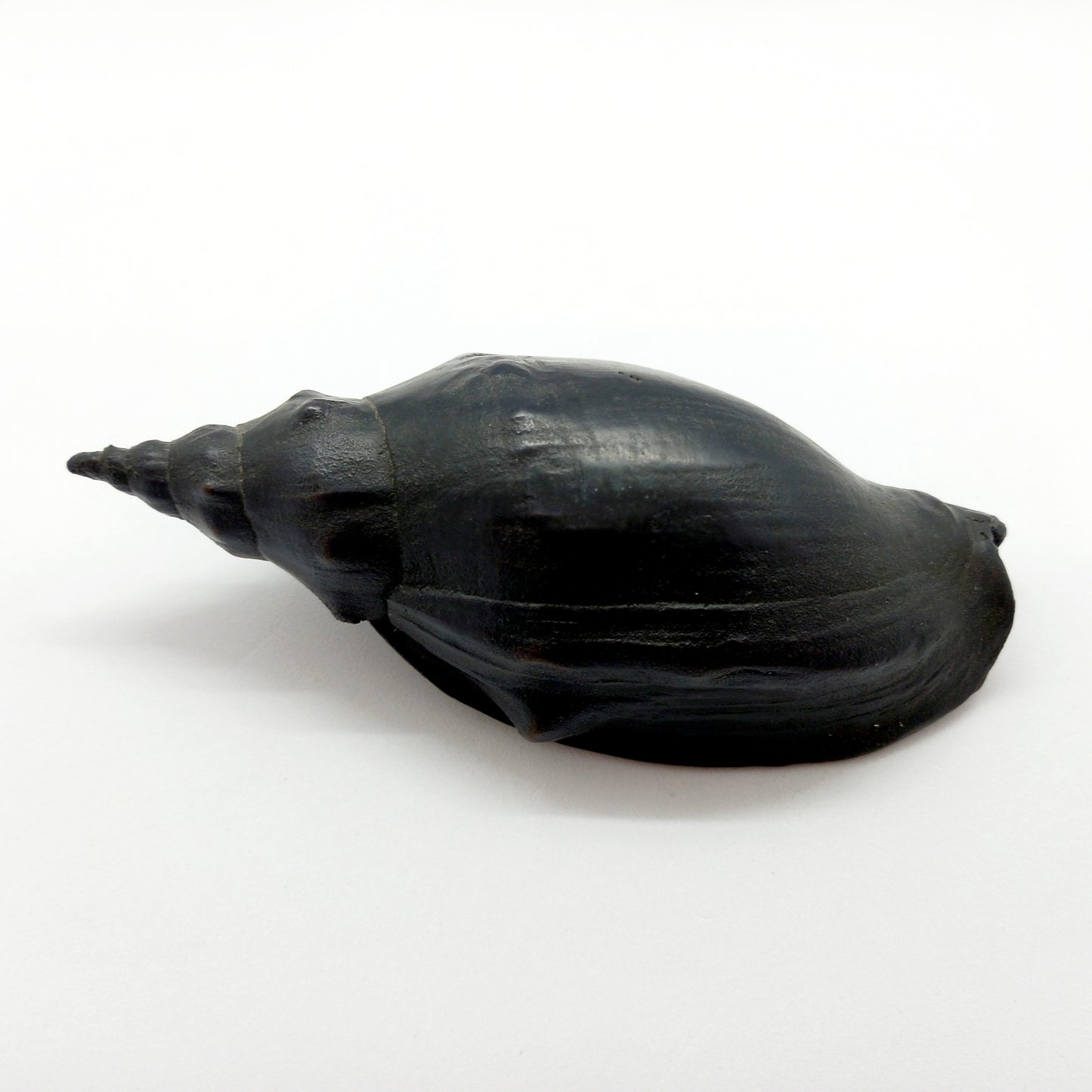 Trumpet Shell - Bronze