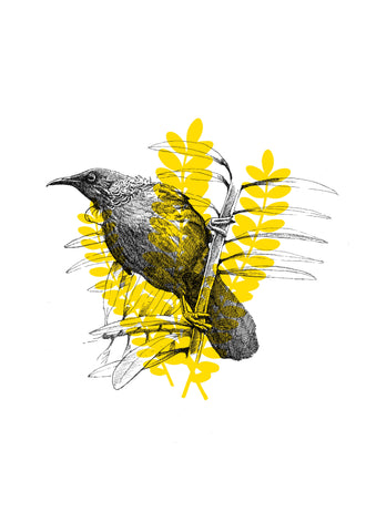 Tui in Kowhai